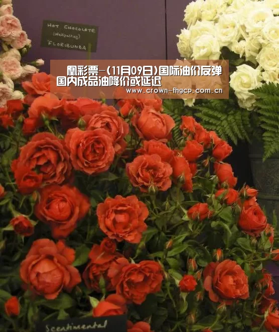 鳯凰彩票-(11月09日)国际油价反弹国内成品油降价或延迟(图1) 鳯凰彩票