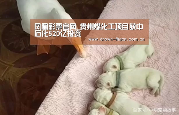 凤凰彩票官网_贵州煤化工项目获中石化520亿投资(图1) 凤凰彩票官网